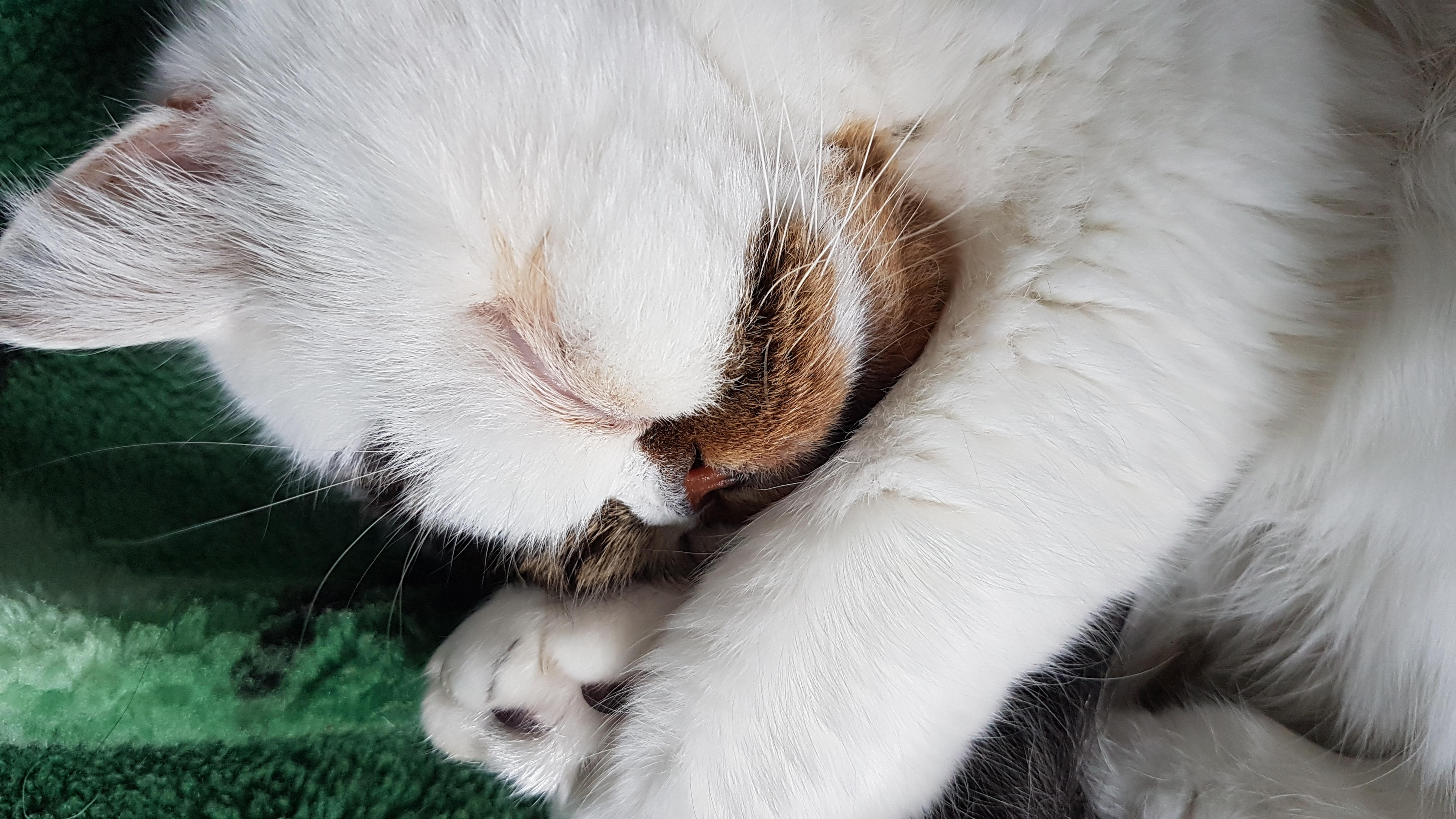 No Appointments Necessary